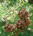 Cryptomeria japonica